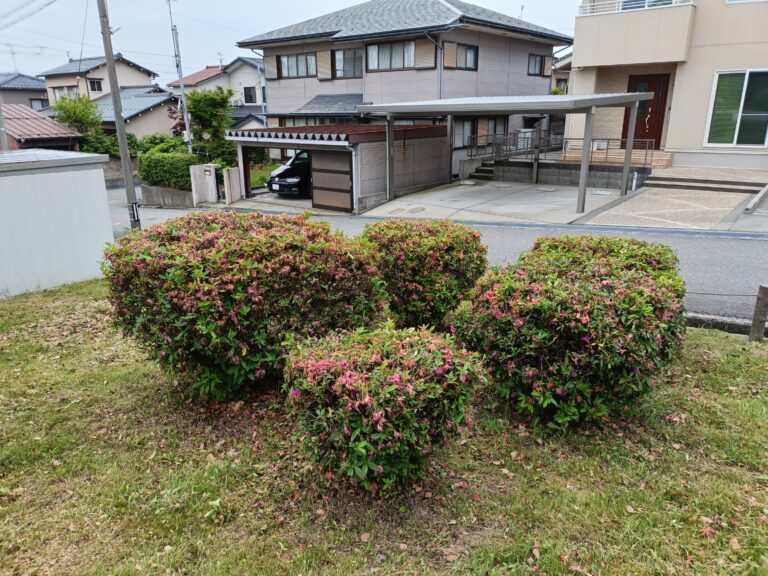 ツツジを剪定 2日目