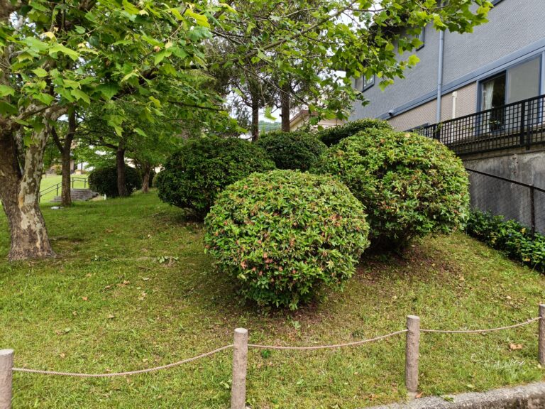 ツツジを剪定３日目