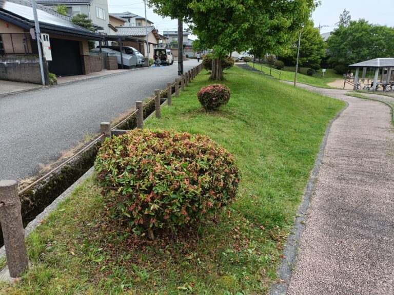 ツツジを剪定 ４日目。完了。